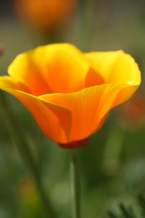 Californian Poppy Flower 